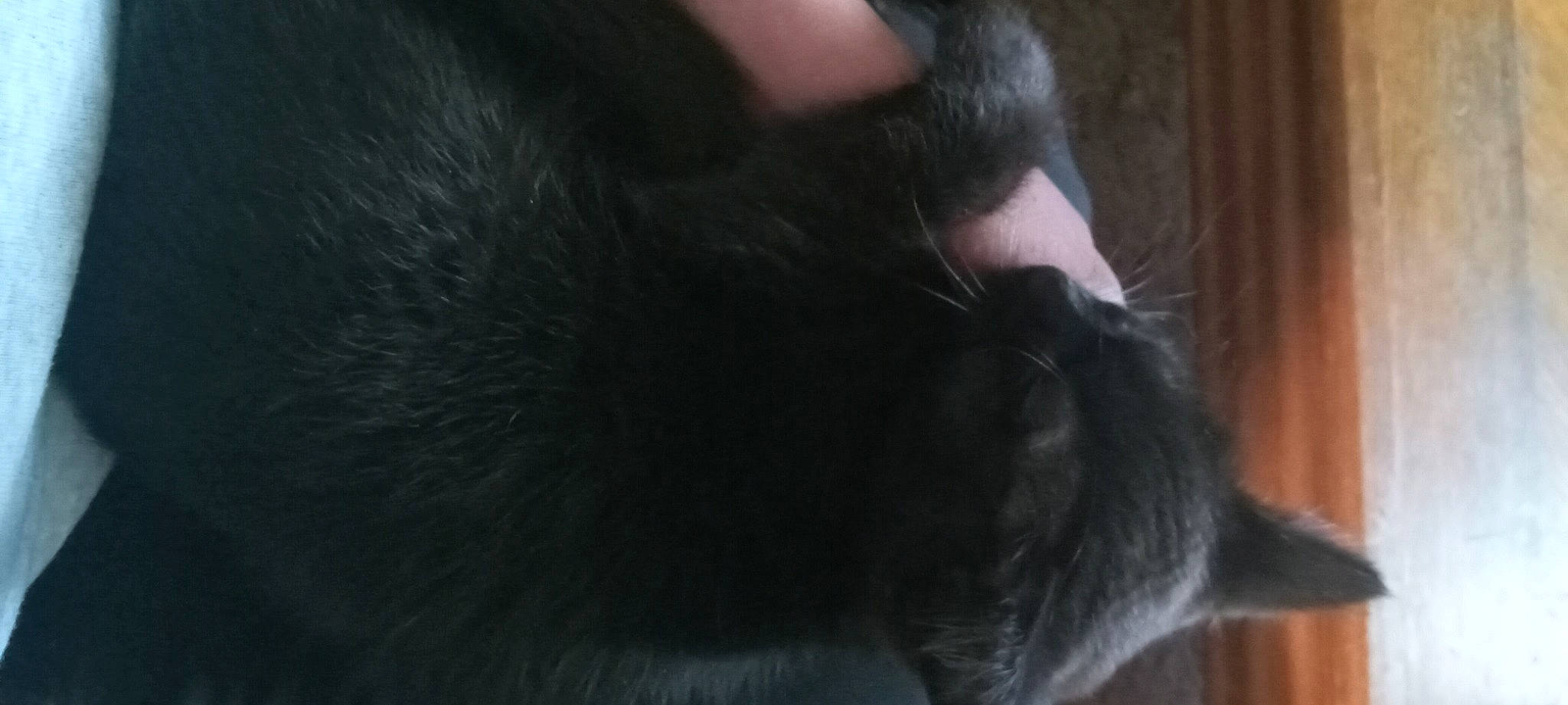 Dez'Rai is registered to the contest to win money with this photo: canidae, carnivore, cat, claw, comfort, dog_breed, ear, eyelash, felidae, foot, fur, human_leg, paw, small_to_medium_sized_cats, snout, sporting_group, tail, terrestrial_animal, whiskers