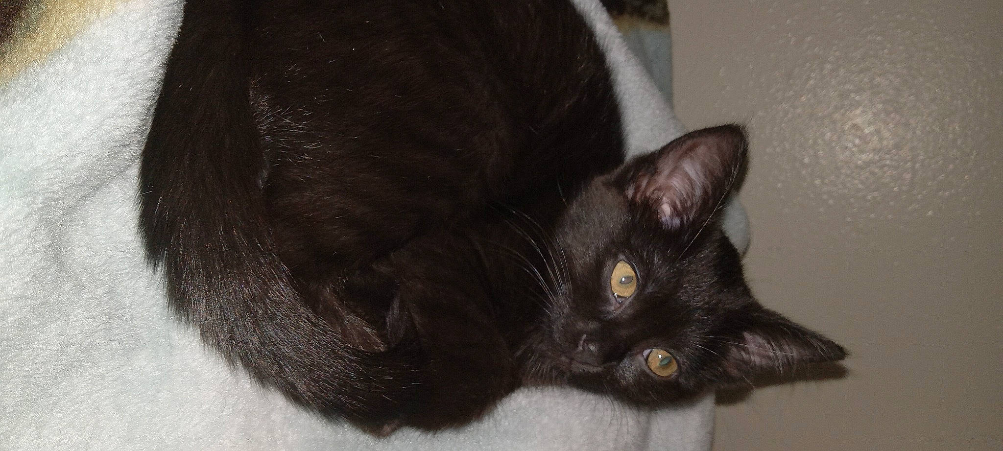 Dez'Rai joined the competition — help win amazing prizes! black_cat, bombay, carnivore, cat, claw, comfort, domestic_short_haired_cat, ear, felidae, fur, havana_brown, small_to_medium_sized_cats, tail, terrestrial_animal, whiskers