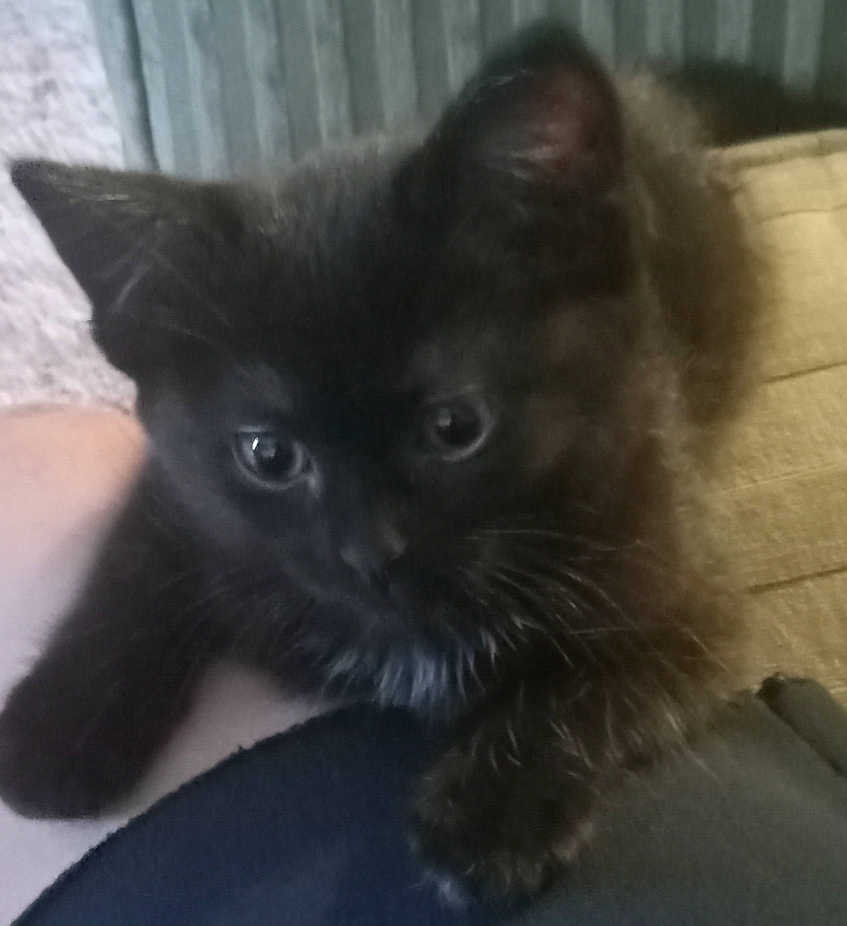 Dez'Rai joined the competition — help win amazing prizes! black_cat, bombay, carnivore, cat, claw, comfort, domestic_short_haired_cat, felidae, fur, paw, sitting, small_to_medium_sized_cats, tail, terrestrial_animal, whiskers, window