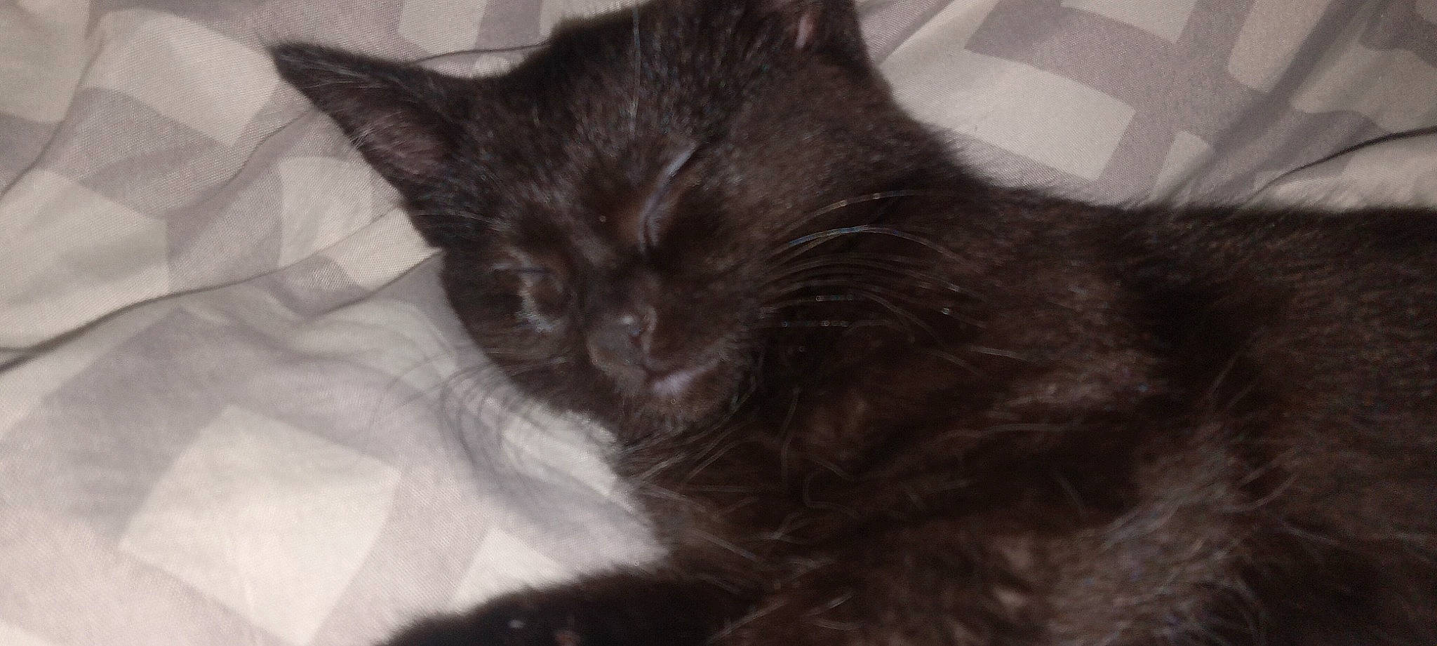 Dez'Rai is registered to the contest to win money with this photo: black_cat, bombay, carnivore, cat, claw, comfort, domestic_short_haired_cat, felidae, fur, grey, monochrome, monochrome_photography, small_to_medium_sized_cats, snout, tail, terrestrial_animal, whiskers