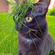 Baby is registered to the contest to win money with this photo: cat, black_cat, green_eyes, grass, nature, outdoor, animal, pet, whiskers, close_up, playful, crown, twigs, curious, feline, mammal, portrait, summer, field, wildlife