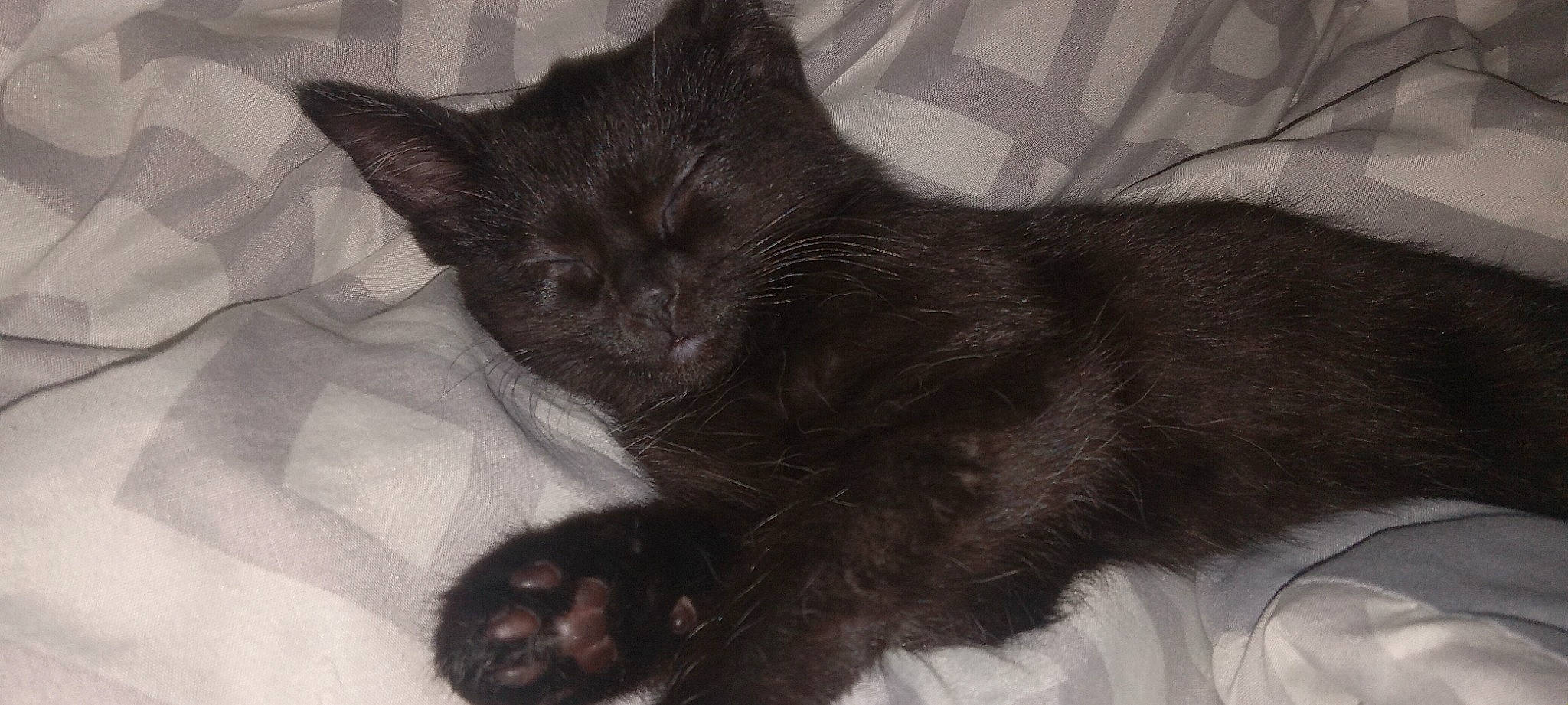 Bebe joined the competition — help win amazing prizes! black_cat, bombay, carnivore, cat, claw, comfort, domestic_short_haired_cat, felidae, fur, grey, paw, small_to_medium_sized_cats, snout, tail, terrestrial_animal, whiskers