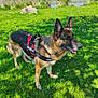 dog, german_shepherd, grass, greenery, harness, outdoor, nature, pond, stone_wall, flowers, sunlight, canine, pet, animal, summer, park, mammal, alert, standing, daytime