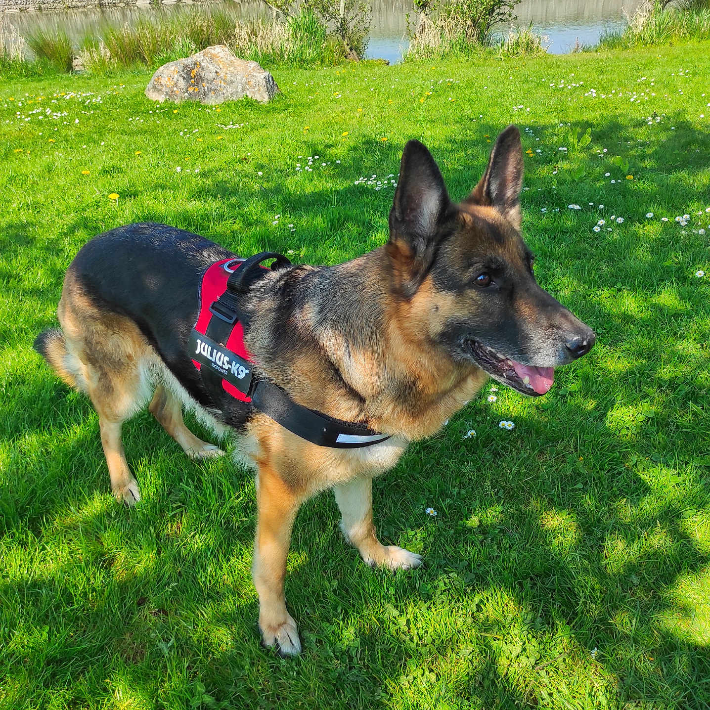 Maya a rejoint le concours — aidez-le/la à gagner de superbes lots ! alert, animal, canine, daytime, dog, flowers, german_shepherd, grass, greenery, harness, mammal, nature, outdoor, park, pet, pond, standing, stone_wall, summer, sunlight