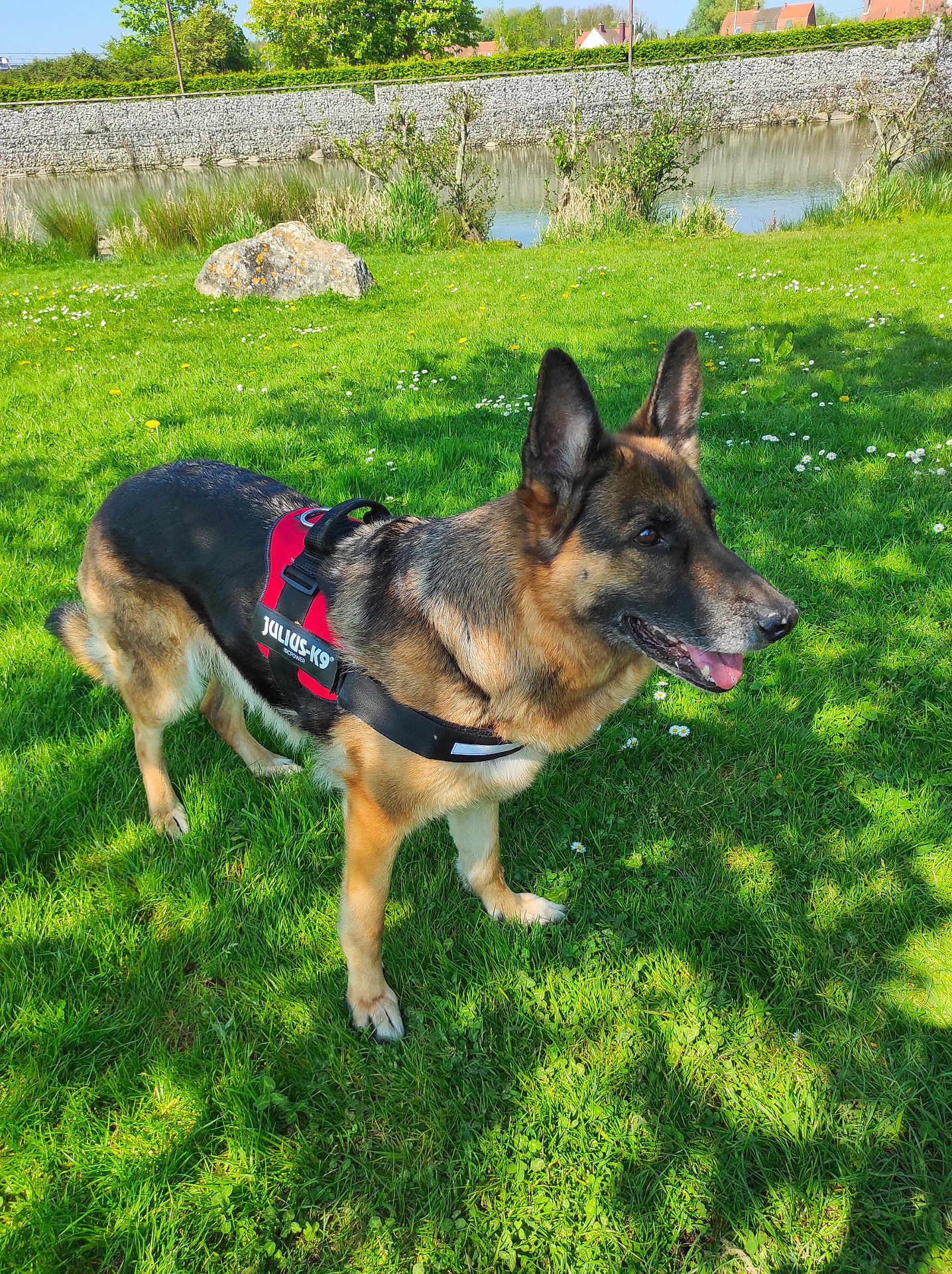 Maya a rejoint le concours — aidez-le/la à gagner de superbes lots ! dog, german_shepherd, grass, greenery, harness, outdoor, nature, pond, stone_wall, flowers, sunlight, canine, pet, animal, summer, park, mammal, alert, standing, daytime