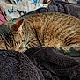 cat, tabby_cat, sleeping, cozy, blanket, fur, whiskers, ear, curled_up, nap, indoor, pet, towel, soft, resting, home, living_room, textiles, pile, relaxed