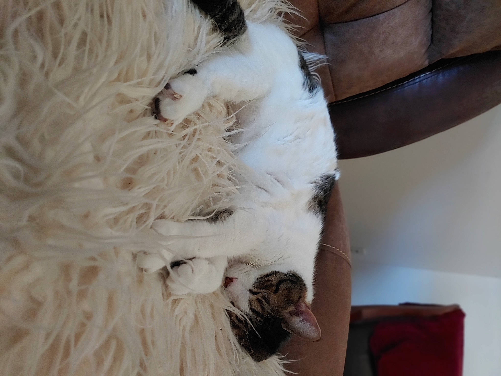 Amos is registered to the contest to win money with this photo: canidae, carnivore, comfort, companion_dog, dog, dog_breed, fawn, feather, felidae, fur, natural_material, non_sporting_group, samoyed, small_to_medium_sized_cats, sporting_group, sunglasses, tail, toy_dog, whiskers, working_animal