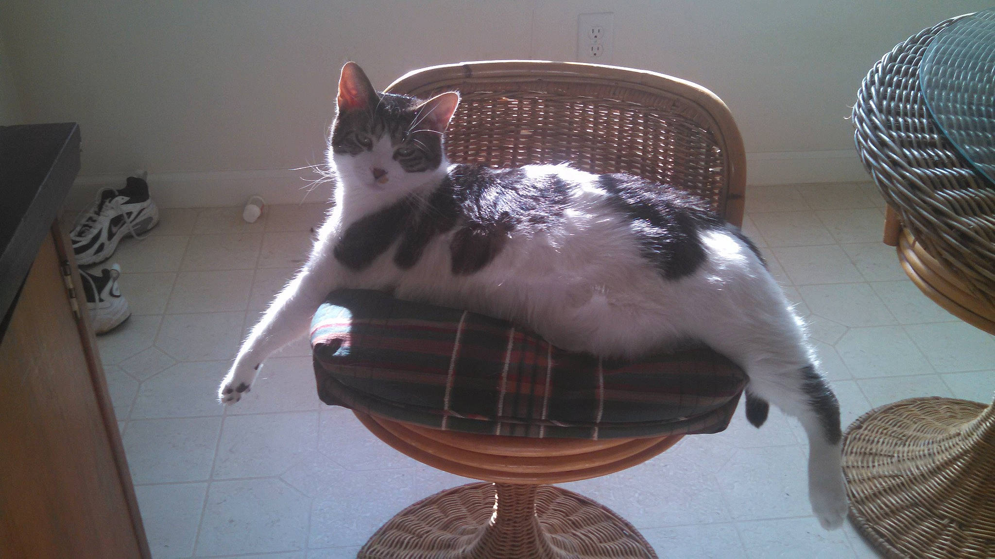 Amos is registered to the contest to win money with this photo: cage, carnivore, cat, cat_supply, chair, comfort, domestic_short_haired_cat, felidae, flooring, flowerpot, fur, metal, pet_supply, picture_frame, plant, room, serveware, small_to_medium_sized_cats, tail, whiskers