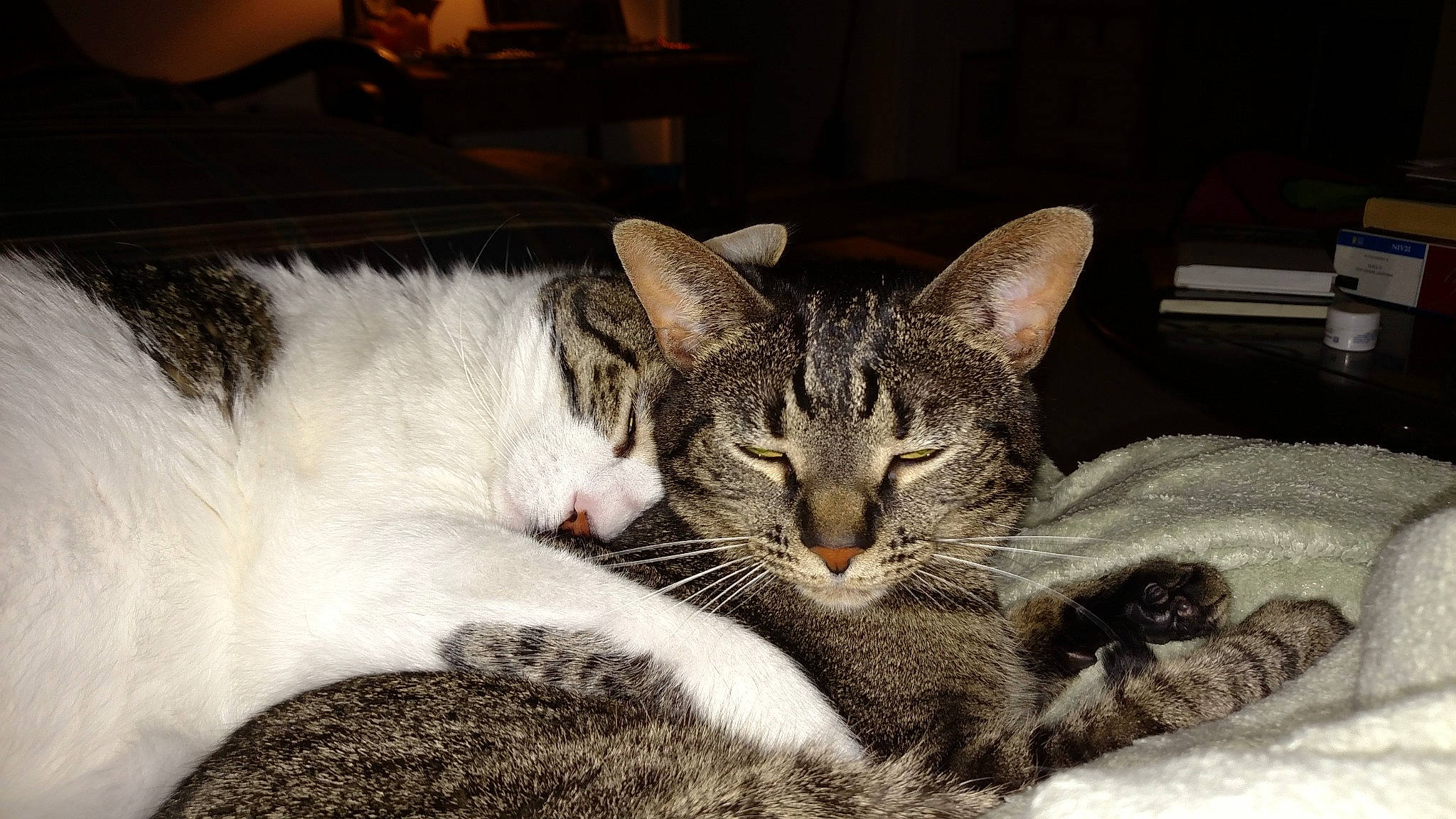 Amos is registered to the contest to win money with this photo: carnivore, cat, cat_furniture, cat_supply, claw, comfort, domestic_short_haired_cat, felidae, fur, grey, nap, paw, sitting, sleep, small_to_medium_sized_cats, snout, tail, terrestrial_animal, whiskers