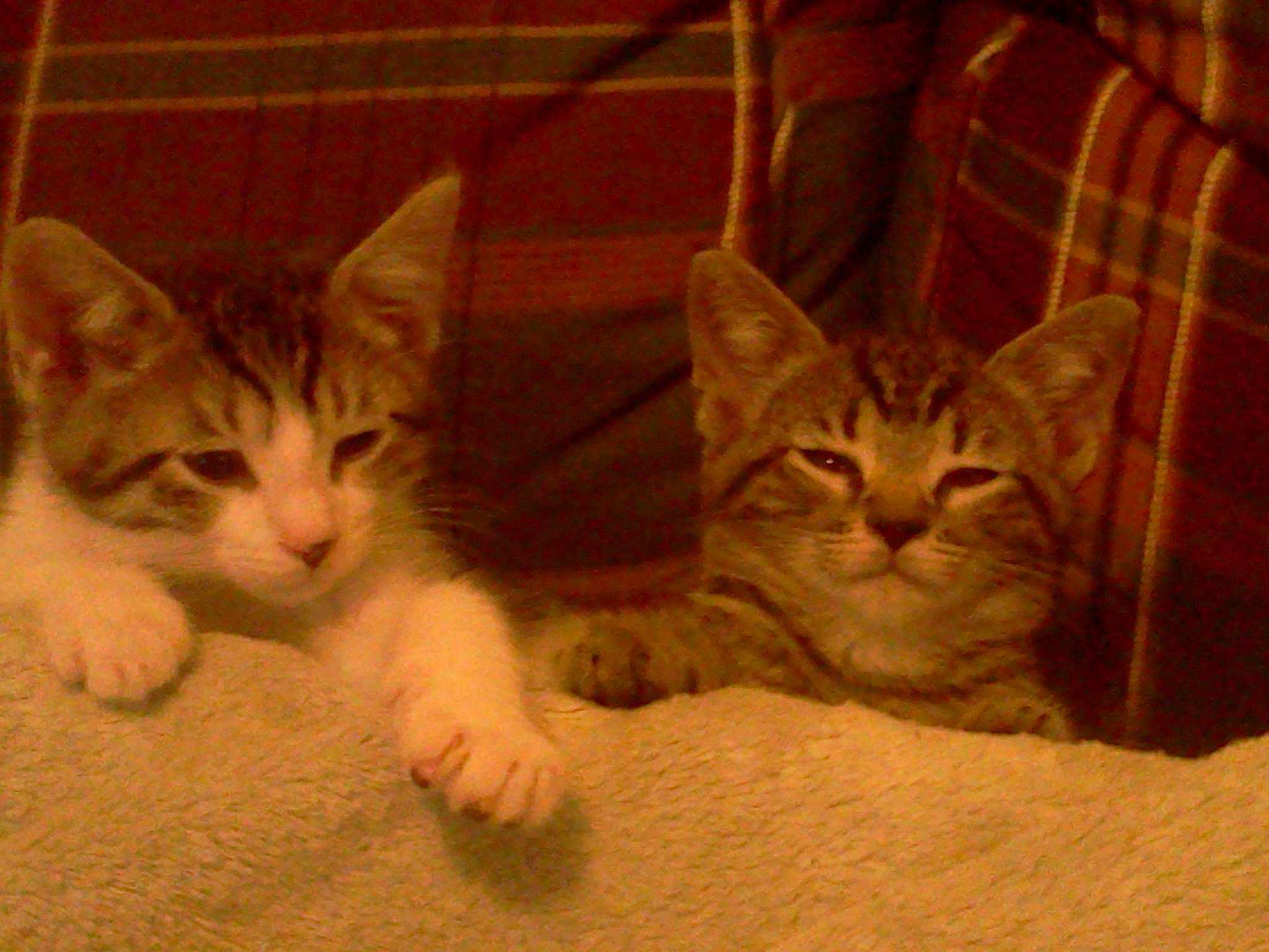 Amos is registered to the contest to win money with this photo: carnivore, cat, cat_furniture, cat_supply, claw, comfort, domestic_short_haired_cat, eye, fawn, felidae, fur, paw, pet_supply, plaid, small_to_medium_sized_cats, snout, tail, tartan, whiskers, wood