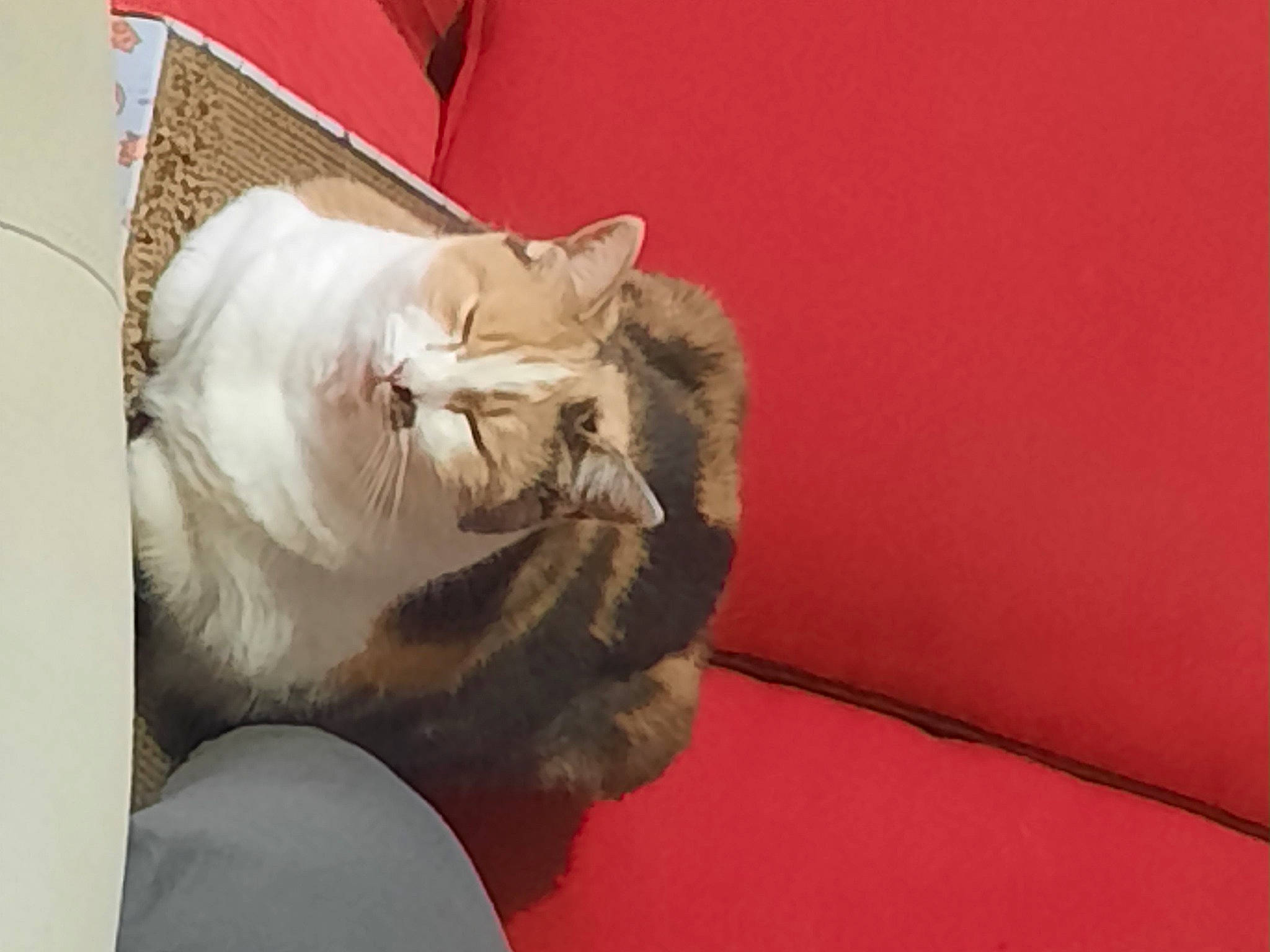 Perle participe au concours pour gagner de l'argent avec cette photo : carmine, carnivore, cat, comfort, domestic_short_haired_cat, fang, felidae, foot, fur, grey, linens, nap, paw, pillow, small_to_medium_sized_cats, snout, tail, terrestrial_animal, whiskers, wood