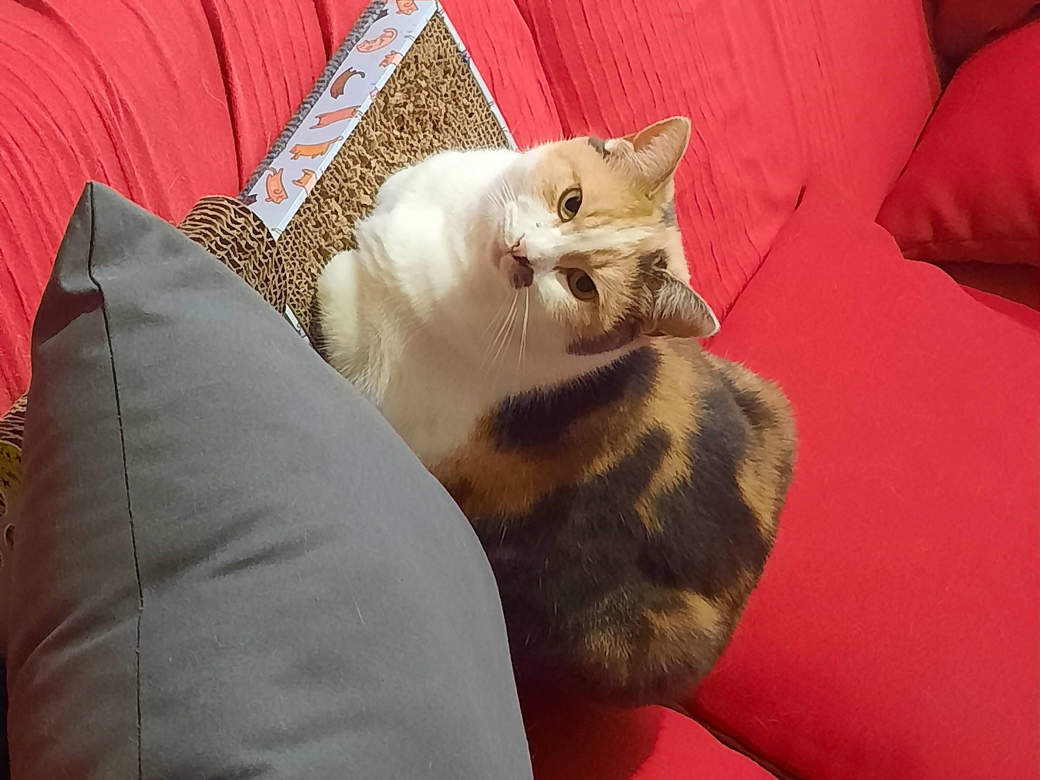 Perle a rejoint le concours — aidez-le/la à gagner de superbes lots ! bedding, carnivore, cat, cat_supply, comfort, couch, domestic_short_haired_cat, fawn, felidae, fur, linens, nap, orange, paw, room, small_to_medium_sized_cats, snout, tail, textile, whiskers