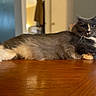 Myers is registered to the contest to win money with this photo: cat, tuxedo_cat, pet, feline, fluffy, long_hair, black_and_white, whiskers, yellow_eyes, lying_down, relaxed, staring, indoor, home, wooden_table, furniture, warm_lighting, portrait, close_up, animal