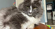 Myers is registered to the contest to win money with this photo: cat, gray_cat, white_chest, fluffy, long_hair, whiskers, green_eyes, yellow_eyes, portrait, close_up, indoor, wooden_table, sitting, pet, feline, ears, nose, fur, home, colorful_lights
