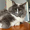 cat, gray_cat, white_chest, fluffy, long_hair, whiskers, green_eyes, yellow_eyes, portrait, close_up, indoor, wooden_table, sitting, pet, feline, ears, nose, fur, home, colorful_lights