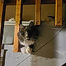 Myers joined the competition — help win amazing prizes! cat, feline, black_and_white, fluffy, long_hair, whiskers, eyes, face, portrait, peeking, indoor, wood, wooden_beams, unfinished, construction, basement, wall, curious, looking_at_camera, domestic_animal