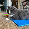 cat, gray_cat, white_chest, long_hair, feline, pet, animal, green_eyes, whiskers, ears, lying_down, relaxed, indoor, home, carpet, blue_mat, colorful_mat, foreground, portrait, photography