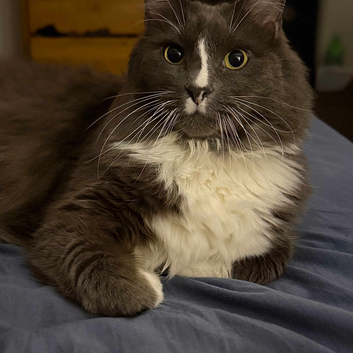 Myers is registered to the contest to win money with this photo: cat, tuxedo_cat, fluffy, long_hair, pet, animal, whiskers, green_eyes, white_chest, gray_fur, black_fur, sitting, bed, blanket, bedroom, indoor, portrait, close_up, looking_at_camera, remote_control