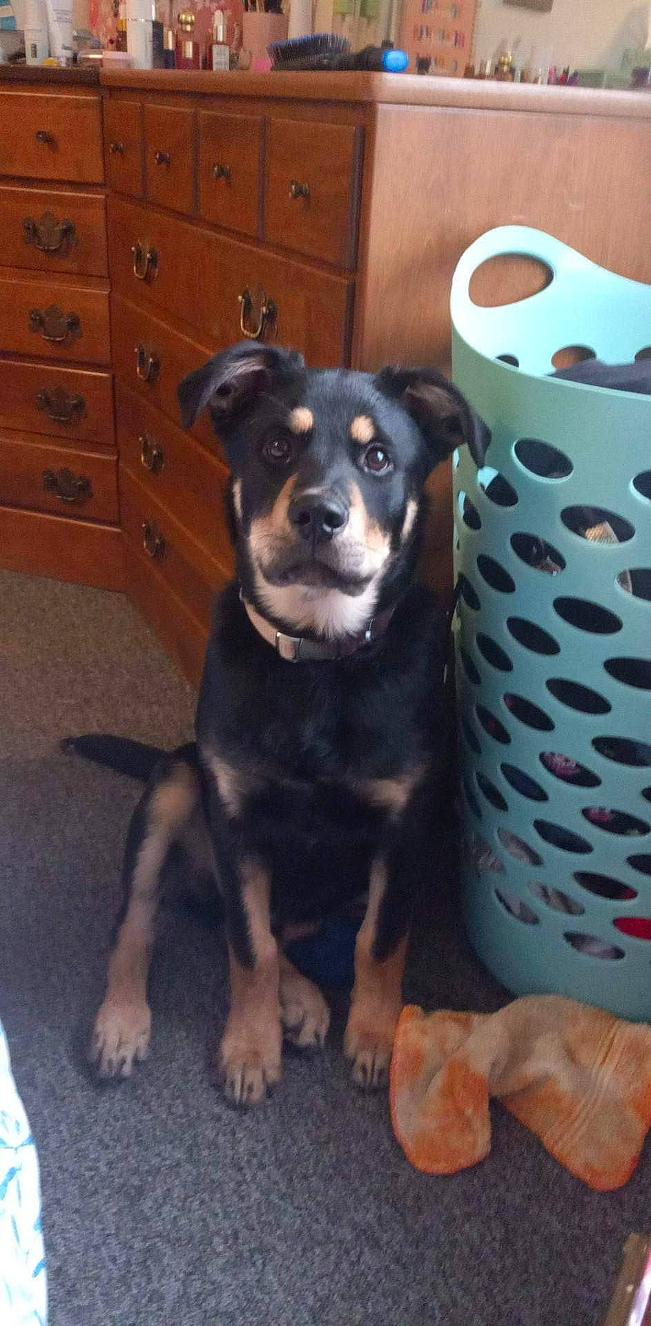 Titan joined the competition — help win amazing prizes! beaglier, cabinetry, carnivore, chest, companion_dog, cupboard, dog, dog_breed, door, drawer, dresser, fawn, hardwood, rottweiler, sideboard, snout, sporting_group, wood, working_animal, working_dog