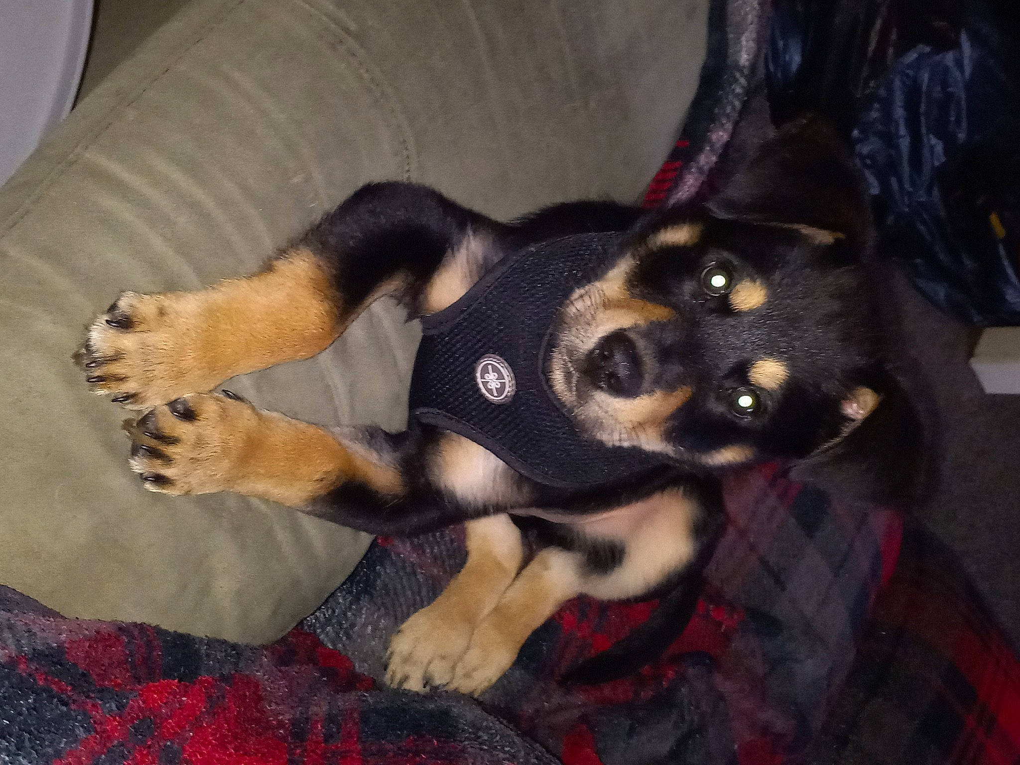 Titan joined the competition — help win amazing prizes! canidae, carnivore, comfort, companion_dog, dog, dog_breed, dog_supply, fawn, fur, pattern, paw, pet_supply, plaid, puppy, snout, sporting_group, tail, tartan, toy_dog, working_animal