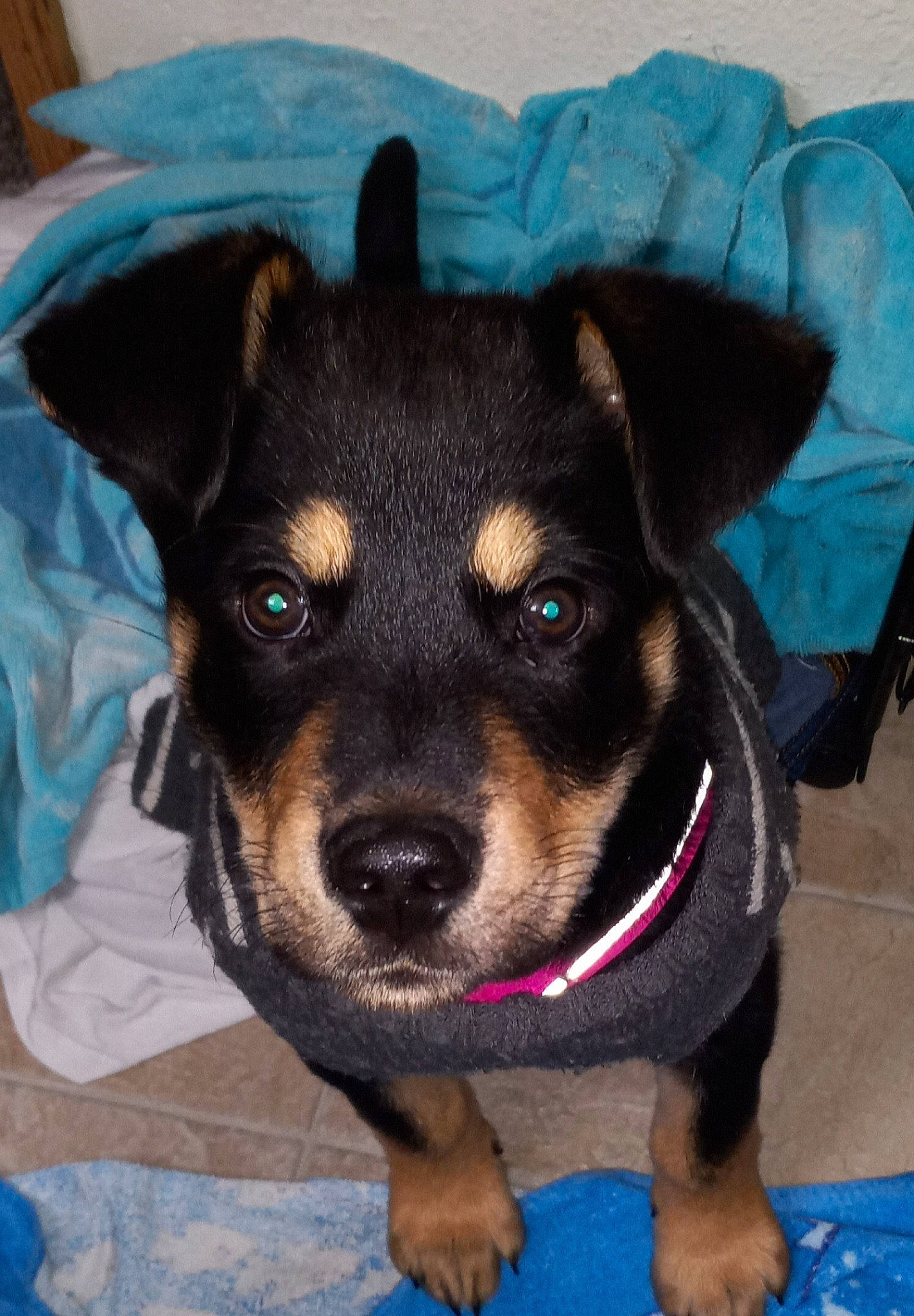 Titan is registered to the contest to win money with this photo: blue, canidae, carnivore, collar, companion_dog, dog, dog_breed, dog_supply, electric_blue, fur, head, pet_supply, rottweiler, snout, sporting_group, terrier, toy_dog, whiskers, working_animal, working_dog