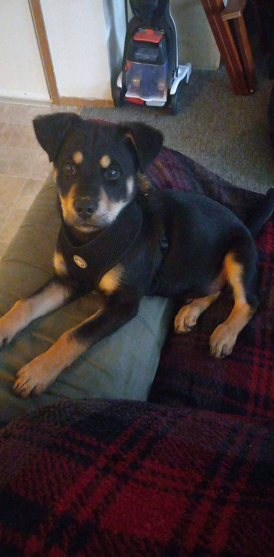 Titan joined the competition — help win amazing prizes! canidae, carnivore, companion_dog, dog, dog_breed, flooring, fur, guard_dog, plant, small_terrier, snout, sporting_group, tail, terrier, toy_dog, whiskers, working_animal, working_dog