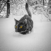 Skittles The Third is registered to the contest to win money with this photo: cat, snow, winter, forest, animal, wildlife, outdoor, nature, black_cat, yellow_eyes, snowflakes, cold, mammal, fur, whiskers, trees, branches, quiet, stealth, landscape