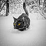 cat, snow, winter, forest, animal, wildlife, outdoor, nature, black_cat, yellow_eyes, snowflakes, cold, mammal, fur, whiskers, trees, branches, quiet, stealth, landscape
