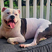 Bear is registered to the contest to win money with this photo: animal, black_spots, canine, cushion, dog, ears, fence, greenery, happy, lying_down, outdoor, paw, pet, porch, railing, relaxed, snout, summer, tongue_out, white