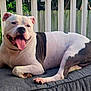 animal, black_spots, canine, cushion, dog, ears, fence, greenery, happy, lying_down, outdoor, paw, pet, porch, railing, relaxed, snout, summer, tongue_out, white