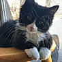 cat, kitten, tuxedo_cat, whiskers, paws, window_screen, wooden_stool, indoor, portrait, close_up, fur, black_and_white, pink_nose, curious, sitting, ears, long_whiskers, sunlight, cozy, pet