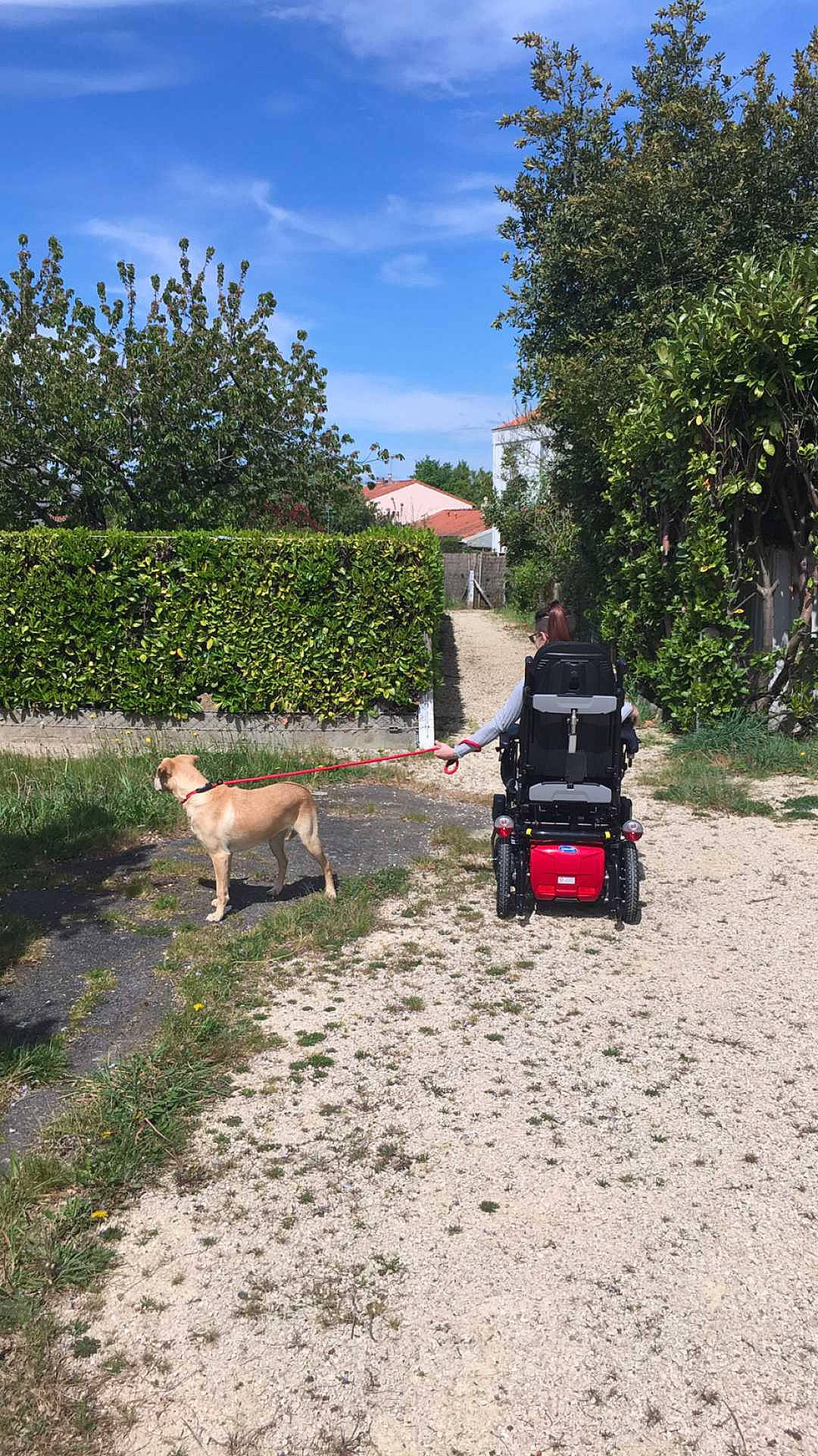 Maya participe au concours pour gagner de l'argent avec cette photo : adventure, canidae, car, dog, dog_breed, dog_walking, fawn, mode_of_transport, plant, road, soil, sporting_group, trail, vacation, vehicle, working_animal