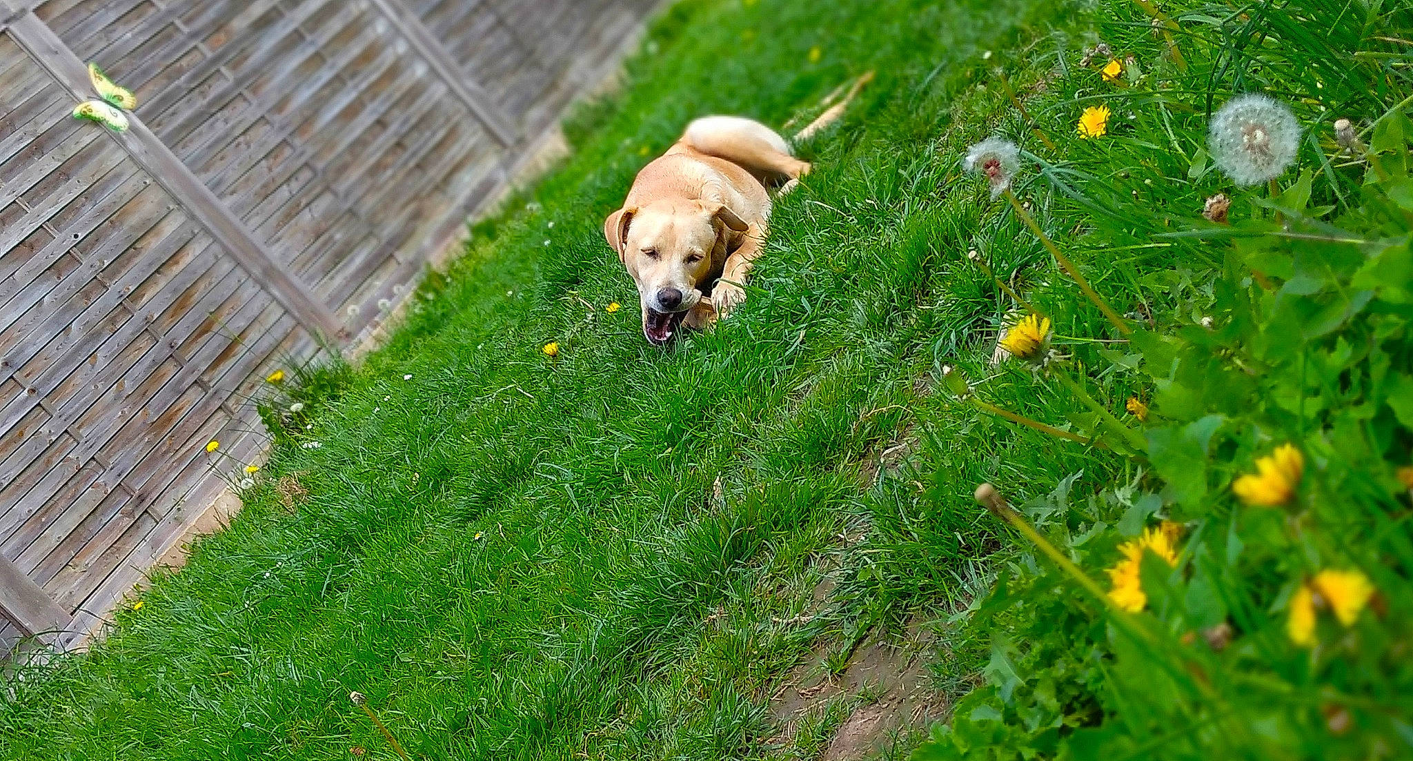 Maya a rejoint le concours — aidez-le/la à gagner de superbes lots ! canidae, carnivore, companion_dog, dog, dog_breed, fawn, flower, garden, golden_retriever, grass, grass_family, green, labrador_retriever, lawn, plant, puggle, puppy, retriever, shrub, sporting_group