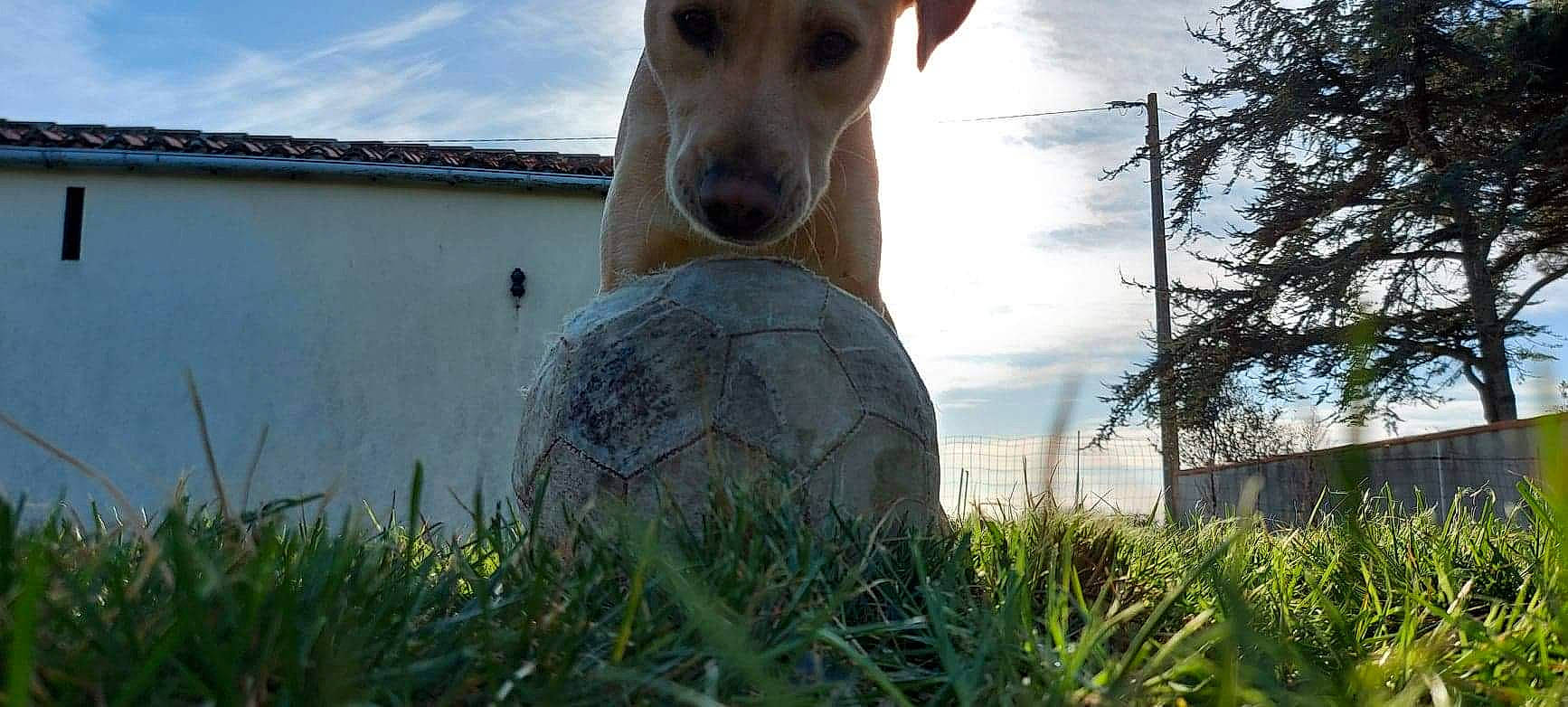 Maya a rejoint le concours — aidez-le/la à gagner de superbes lots ! art, ball, canidae, carnivore, cloud, companion_dog, dog, dog_breed, fawn, football, grass, grassland, landscape, pasture, plant, sky, snout, sporting_group, tree, working_animal