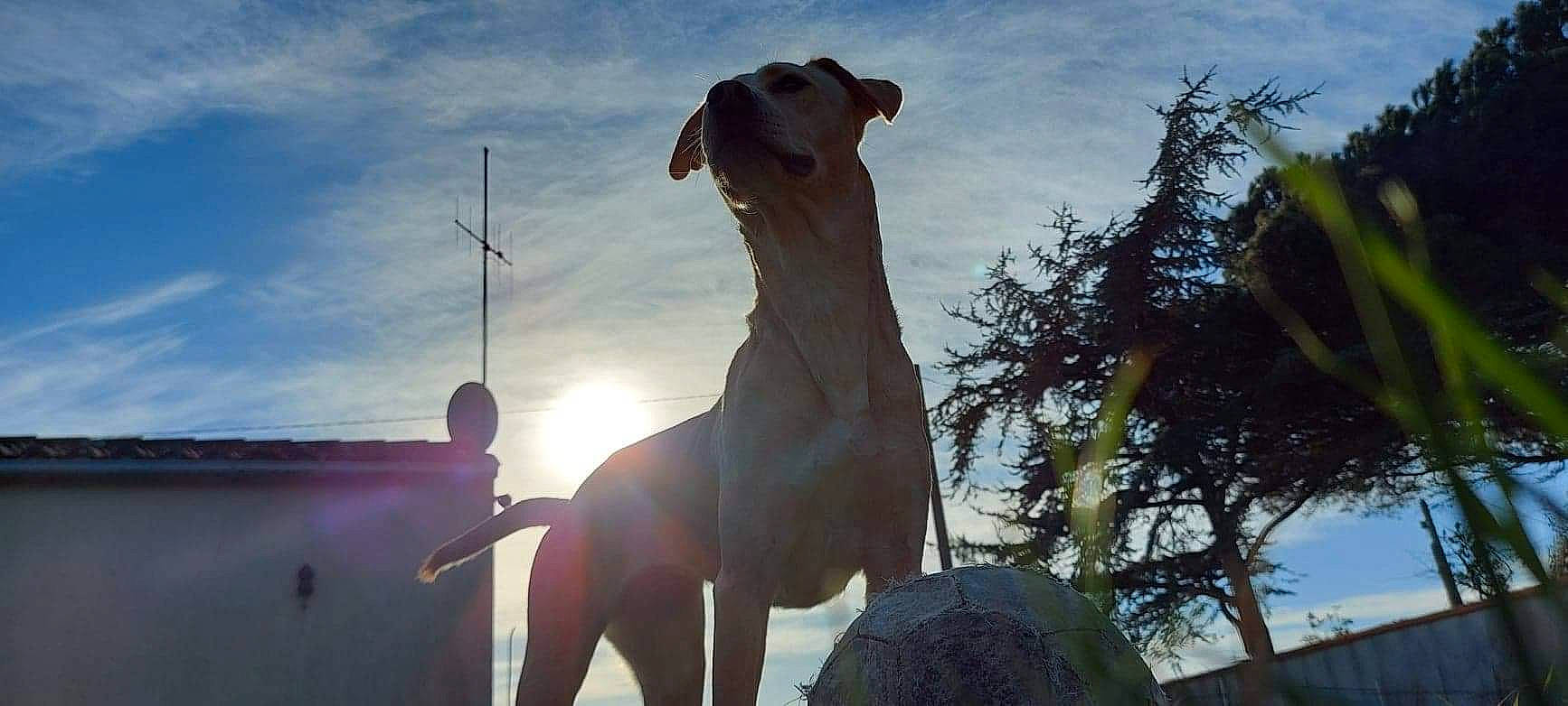 Maya participe au concours pour gagner de l'argent avec cette photo : art, backlighting, cloud, dog, elbow, evening, fawn, fun, happy, horizon, landscape, leisure, metal, monument, sculpture, shadow, silhouette, sky, tree, working_animal