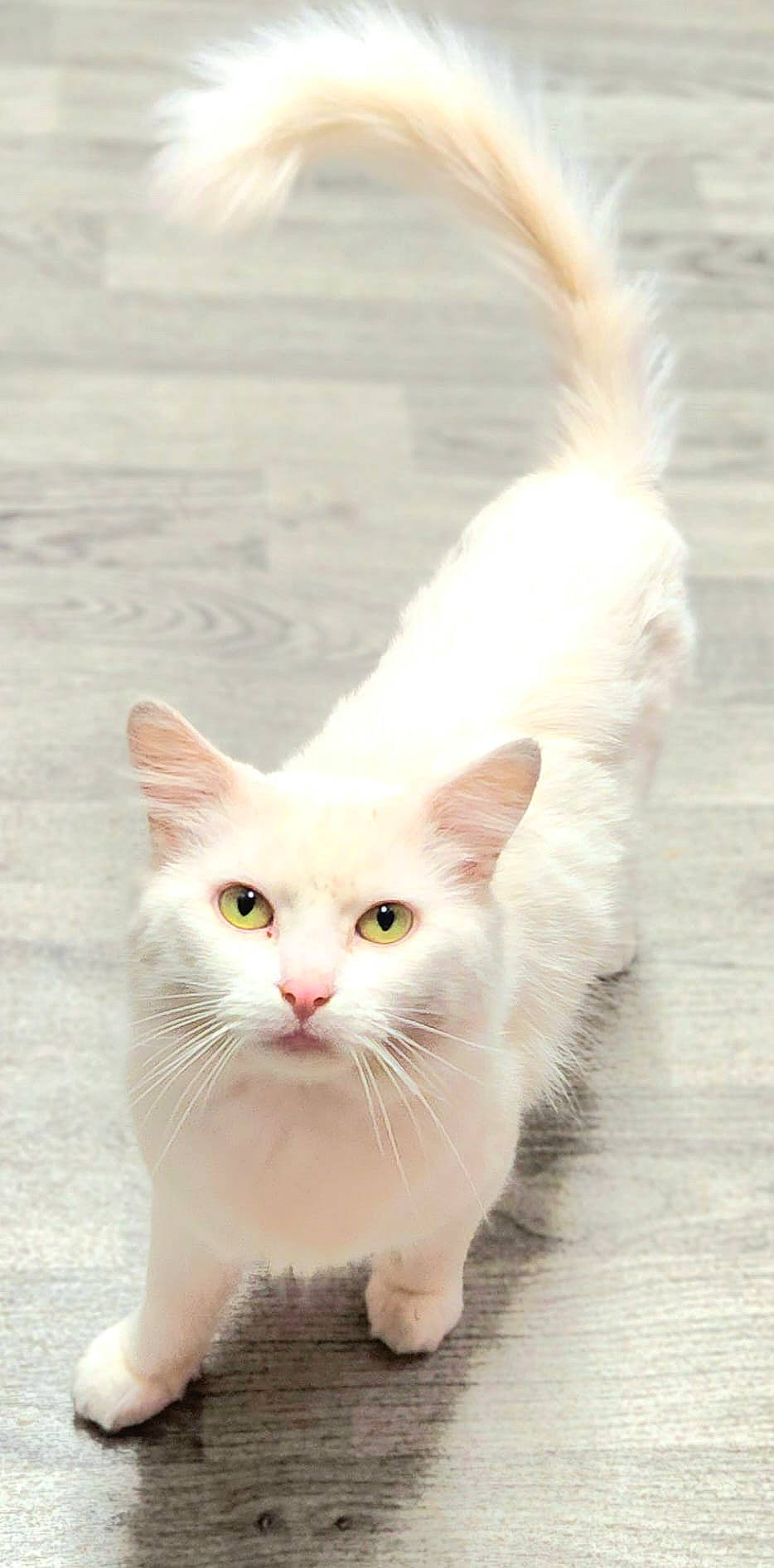 Bittu joined the competition — help win amazing prizes! carnivore, cat, claw, domestic_short_haired_cat, fawn, felidae, fur, paw, small_to_medium_sized_cats, snout, tail, terrestrial_animal, whiskers