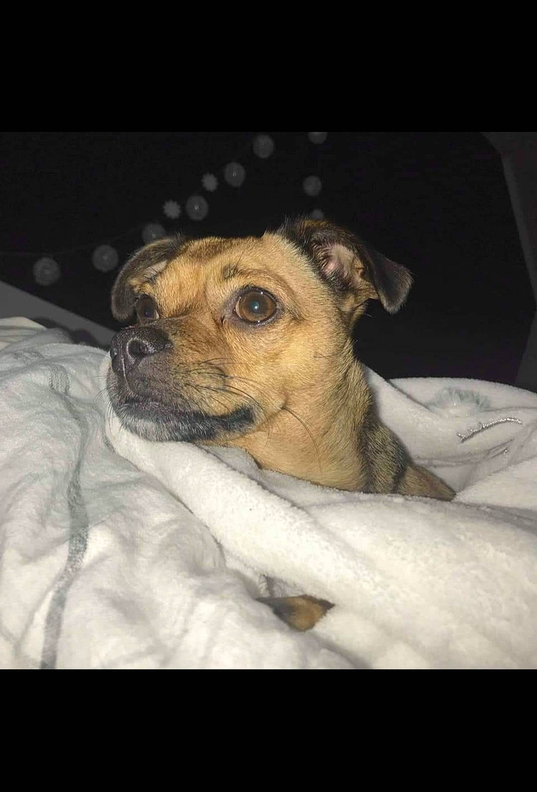 Jade a rejoint le concours — aidez-le/la à gagner de superbes lots ! ancient_dog_breeds, canidae, carnivore, comfort, companion_dog, corgi_chihuahua, darkness, dog, dog_breed, fawn, fur, snout, street_dog, terrestrial_animal, terrier, toy_dog, whiskers, wildlife, working_animal