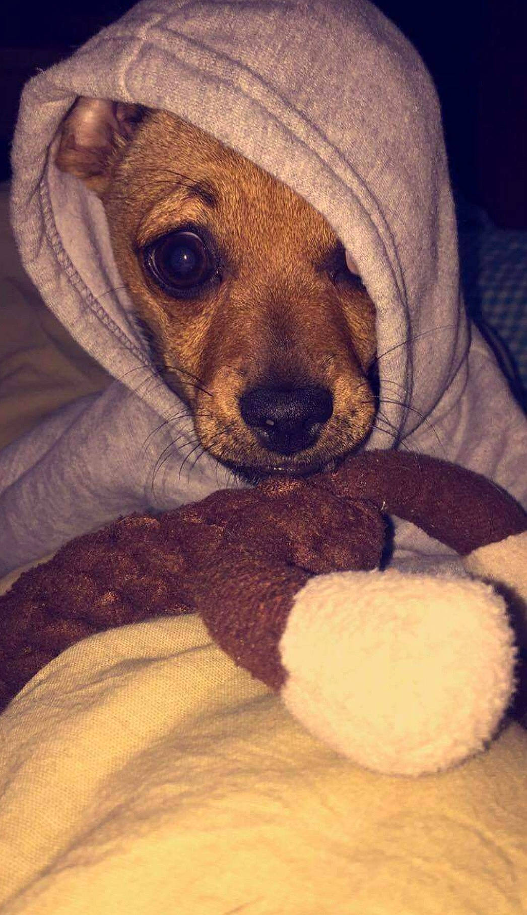 Jade participe au concours pour gagner de l'argent avec cette photo : carnivore, cloud, comfort, companion_dog, dog, dog_breed, ear, fawn, fur, nose, organ, snout, sporting_group, stuffed_toy, textile, toy, toy_dog, vertebrate, whiskers, working_animal