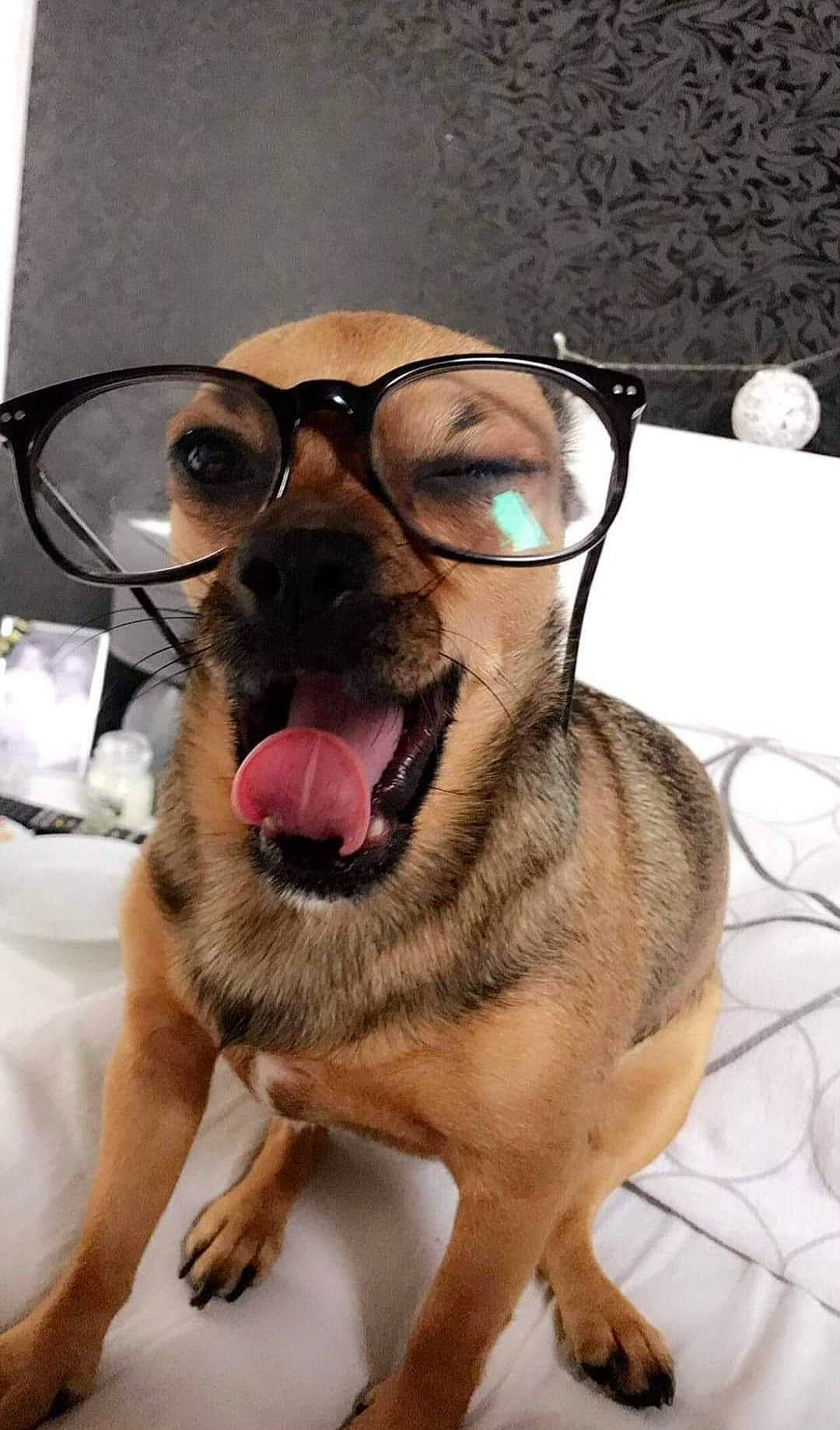 Jade participe au concours pour gagner de l'argent avec cette photo : canidae, carnivore, collar, companion_dog, dog, dog_breed, ear, eyewear, fashion_accessory, fawn, glasses, goggles, leash, paw, personal_protective_equipment, pet_supply, snout, sporting_group, vision_care, whiskers