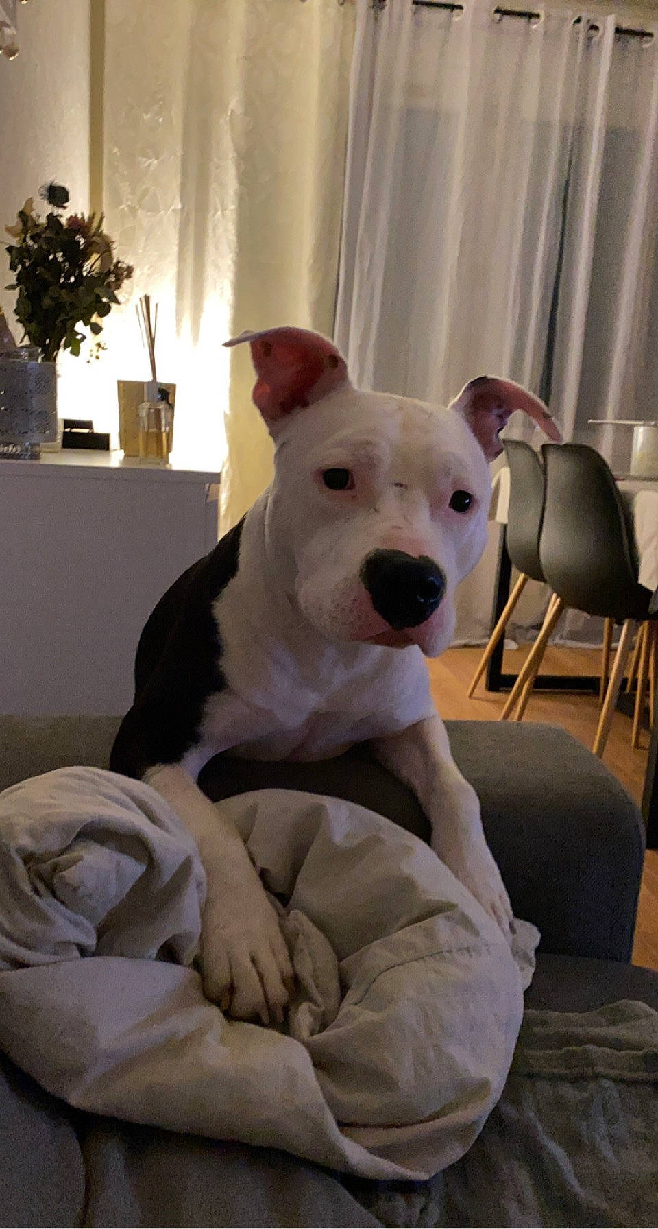 Bibouche a rejoint le concours — aidez-le/la à gagner de superbes lots ! bull_terrier, bull_terrier_miniature, carnivore, chair, collar, comfort, companion_dog, curtain, dog, dog_breed, english_white_terrier, fawn, flowerpot, houseplant, mammal, old_english_terrier, plant, snout, sporting_group, working_animal