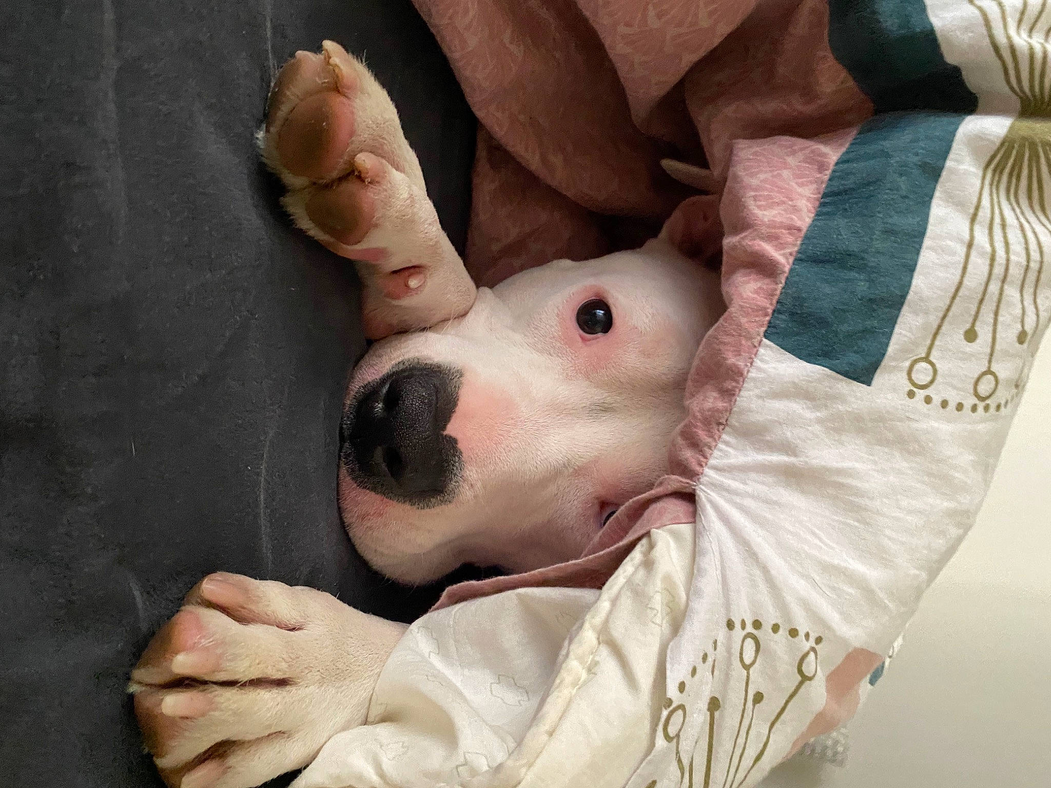 Bibouche a rejoint le concours — aidez-le/la à gagner de superbes lots ! canidae, carmine, comfort, companion_dog, dog, dog_breed, ear, fawn, finger, flesh, foot, fur, gesture, hand, human_leg, linens, nail, snout, thumb, whiskers