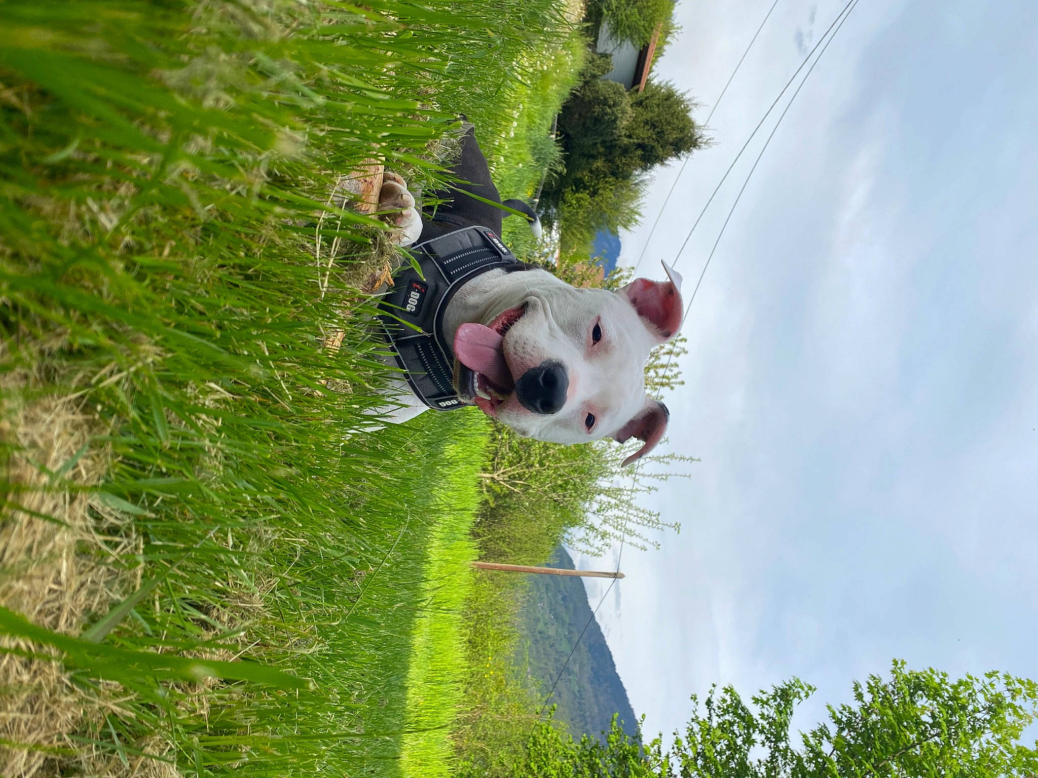 Bibouche participe au concours pour gagner de l'argent avec cette photo : carnivore, cloud, companion_dog, dog, field, fun, grass, grass_family, grassland, happy, landscape, leisure, pasture, people_in_nature, plant, pole, recreation, reflection, sky, tree