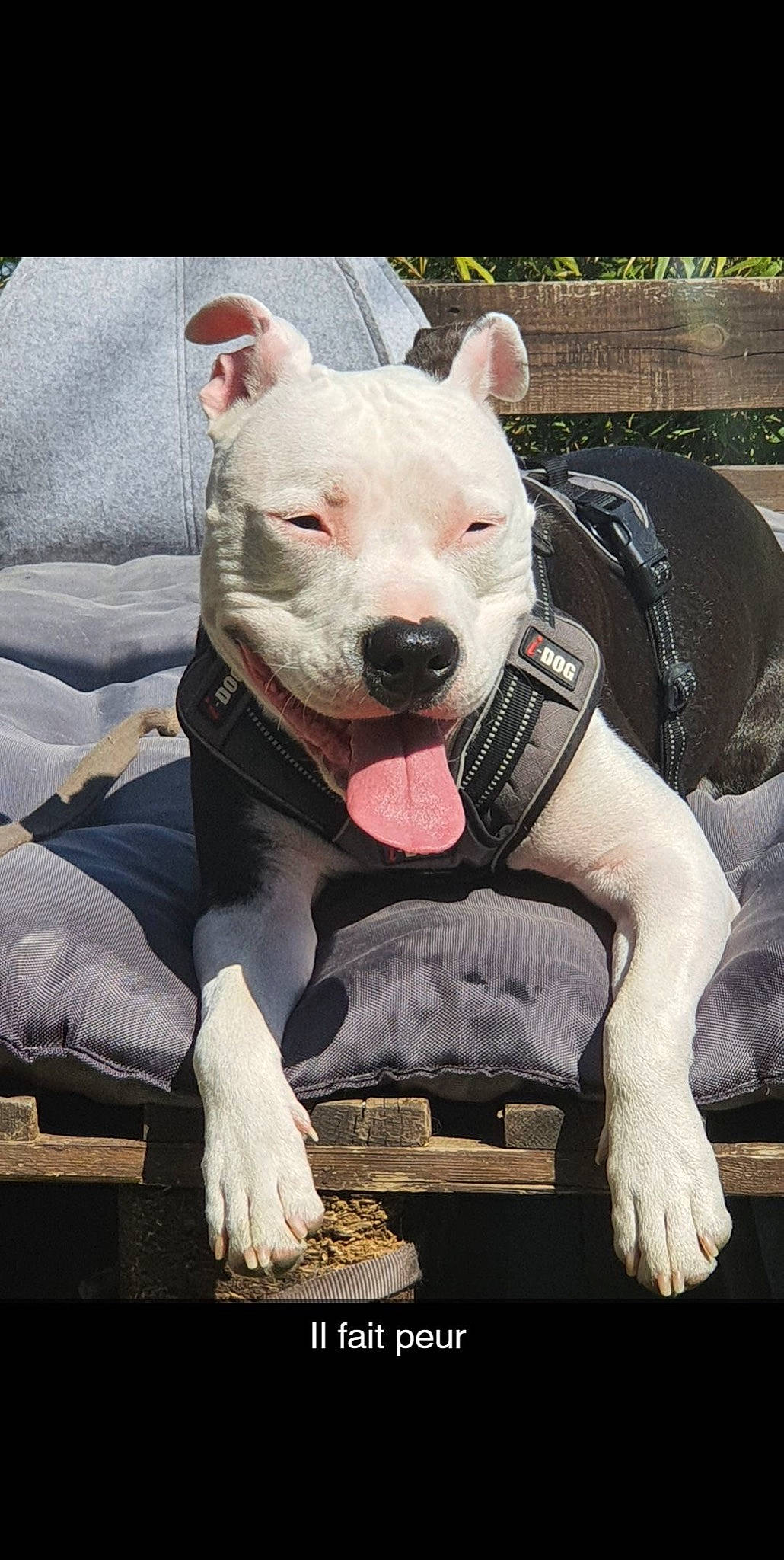 Bibouche participe au concours pour gagner de l'argent avec cette photo : canidae, carnivore, companion_dog, cordoba_fighting_dog, dog, dog_breed, dogo_argentino, fawn, fur, hood, livestock, metal, non_sporting_group, sculpture, snout, sporting_group, suidae, terrestrial_animal, whiskers