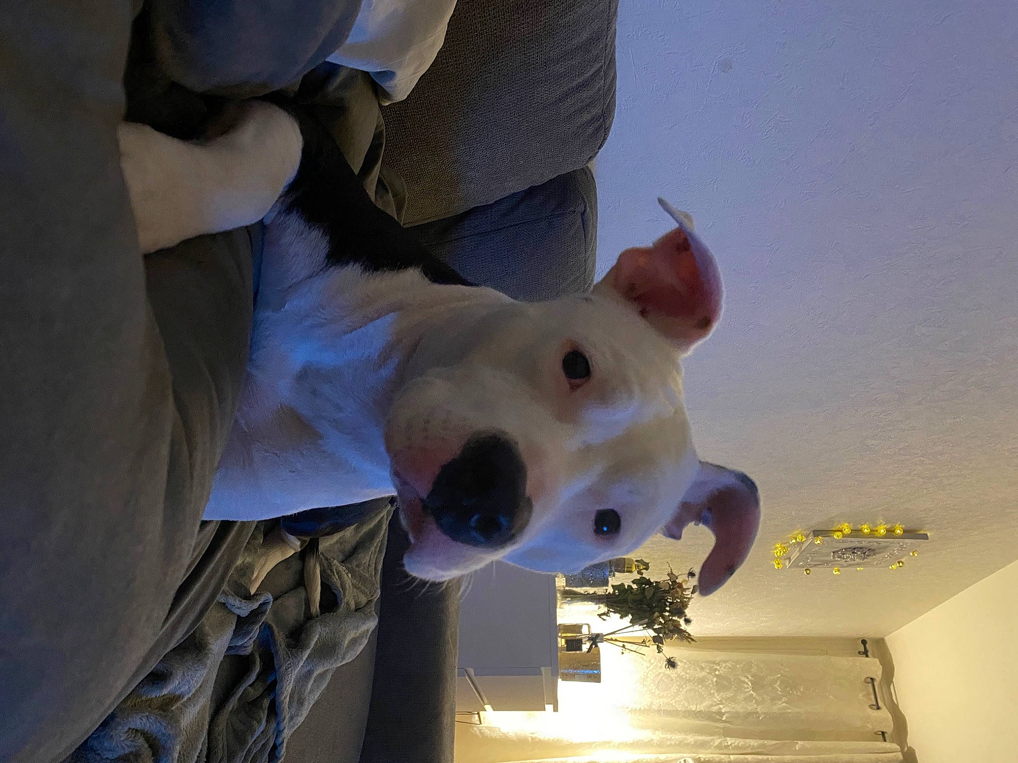 Bibouche a rejoint le concours — aidez-le/la à gagner de superbes lots ! art, bull_terrier, bull_terrier_miniature, canidae, carnivore, companion_dog, dog, dog_breed, door, fun, head, jaw, non_sporting_group, sky, snout, sporting_group, suidae, working_animal