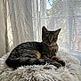 Nouille participe au concours pour gagner de l'argent avec cette photo : cat, tabby_cat, fluffy_cushion, window, sheer_curtains, daylight, indoor, pet, feline, resting, cozy, curious, soft_light, animal, domestic_cat, fur, whiskers, paws, relaxed, house