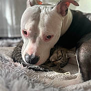 Nouille participe au concours pour gagner de l'argent avec cette photo : animal, bond, cat, close_up, companion, cozy, cuddle, cute, dog, domestic, friendship, fur, indoor, pet, relaxed, resting, sleeping, soft_light, texture, warm