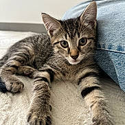 Nouille a rejoint le concours — aidez-le/la à gagner de superbes lots ! kitten, tabby, cat, pet, feline, cute, young, indoor, stretching, whiskers, ears, paws, fur, closeup, curious, relaxed, blanket, denim, floor, home