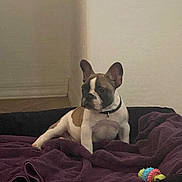 Ike joined the competition — help win amazing prizes! dog, puppy, french_bulldog, blanket, dog_bed, toy, indoor, pet, animal, brown, white, black_collar, floor, corner, resting, young_dog, cute, small_dog, fur, ears