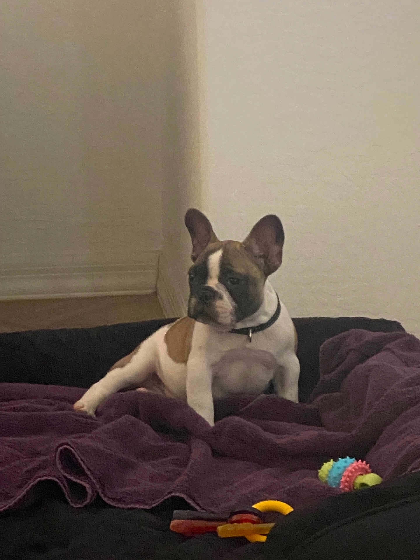 Ike joined the competition — help win amazing prizes! dog, puppy, french_bulldog, blanket, dog_bed, toy, indoor, pet, animal, brown, white, black_collar, floor, corner, resting, young_dog, cute, small_dog, fur, ears