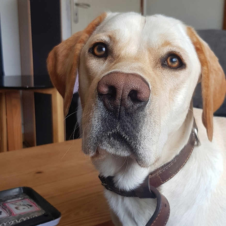 Oslo participe au concours pour gagner de l'argent avec cette photo : animal, beagle, canine, computer, computerhardware, dog, electronics, furniture, hardwood, hound, labradorretriever, laptop, pc, person, pet, plywood, pointer, speaker, table, wood